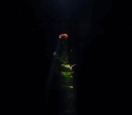 Impuls Werkschau 2025