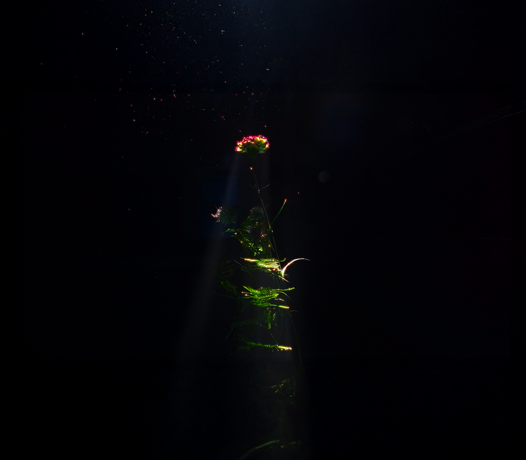 Impuls Werkschau 2025